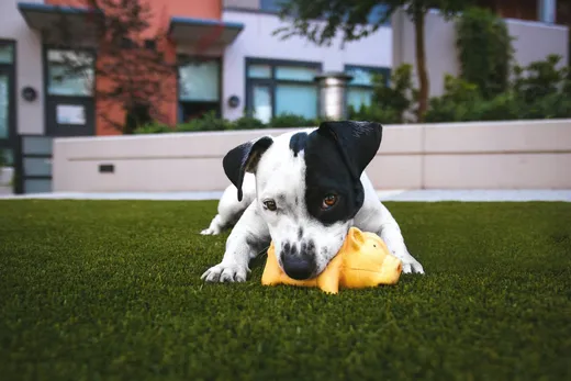 A dog chewing a toy, savoring its time on an artificial turf put in a home in Houston, TX